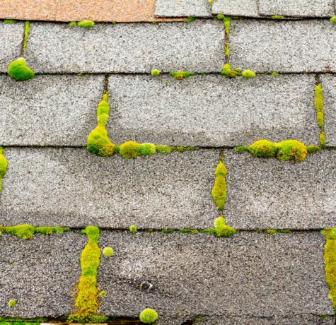 algae and moss on your roof